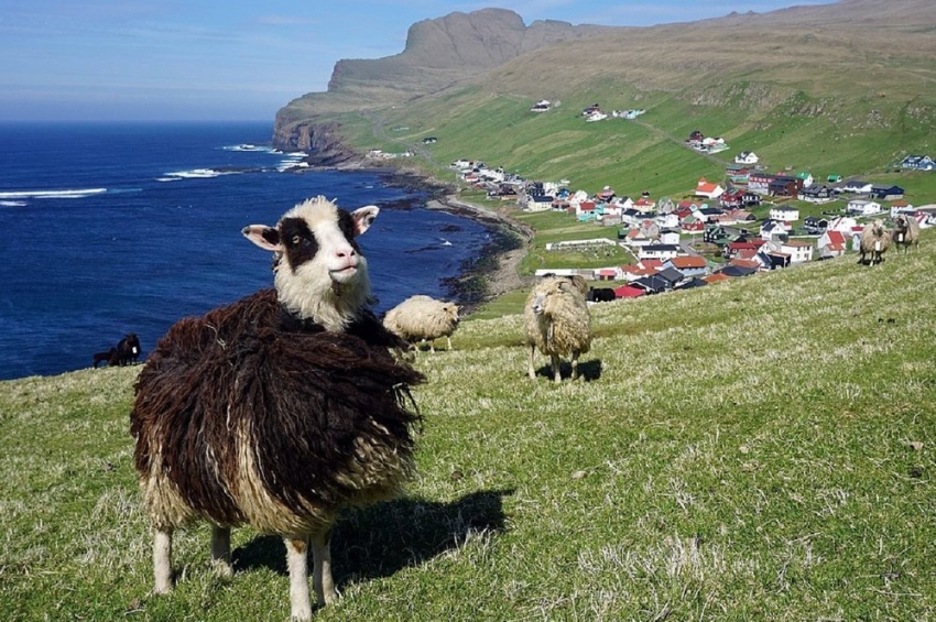 Pe cine au găsit vikingii când au ajuns pe Insulele Faroe