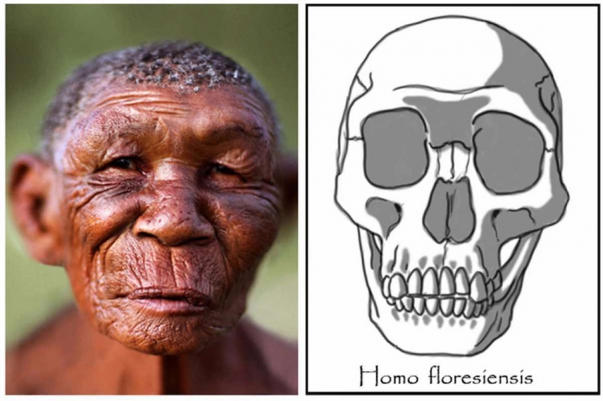 Un antropolog pretinde că reprezentanții speciei Homo Floresiensis încă există