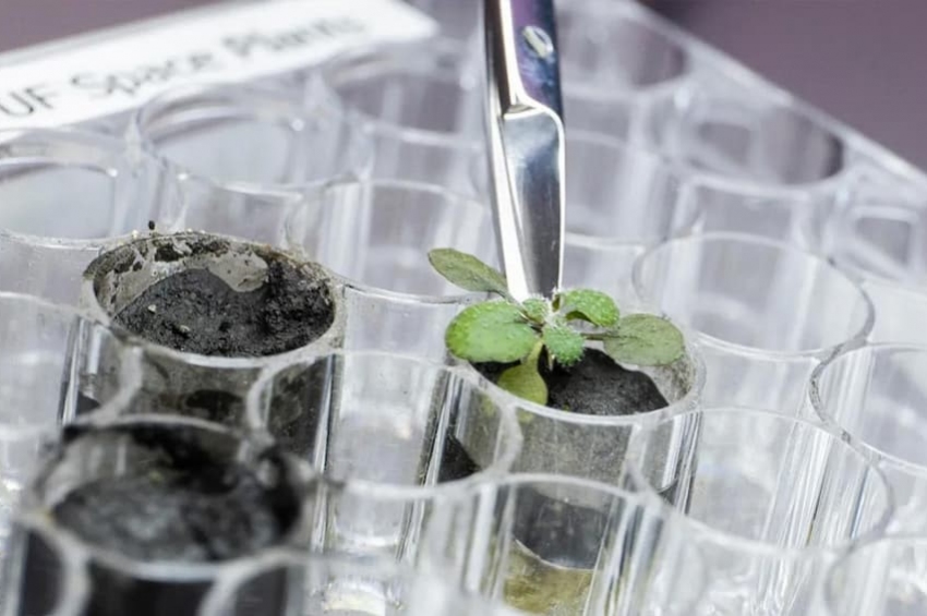 Solul colectat de pe Lună este (aproape) bun pentru cultivarea plantelor