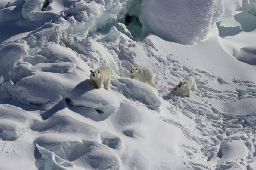 [video] O populație de urși polari s-a adaptat la condițiile de viață în ...