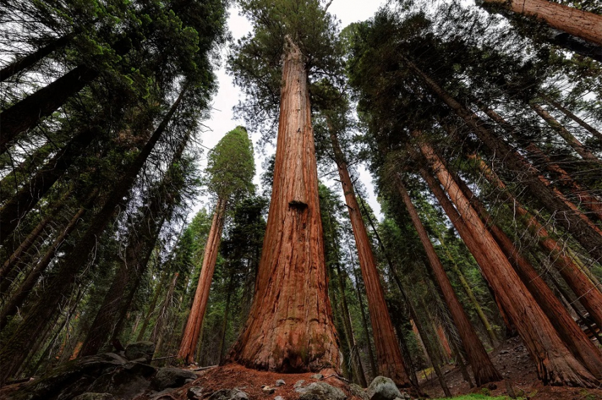 Arborii cresc mai repede din cauza volumului mai mare de dioxid de carbon