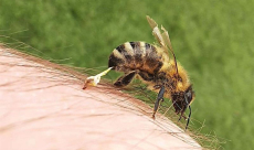 [video] Dovedit experimental: Veninul de albine ucide cancerul mamar