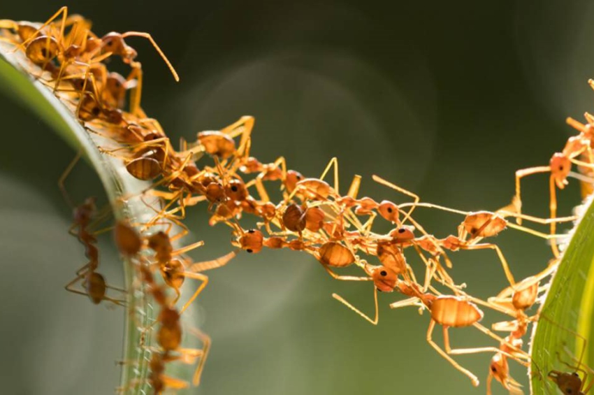 University of Hong Kong has counted how many ants there are on Earth