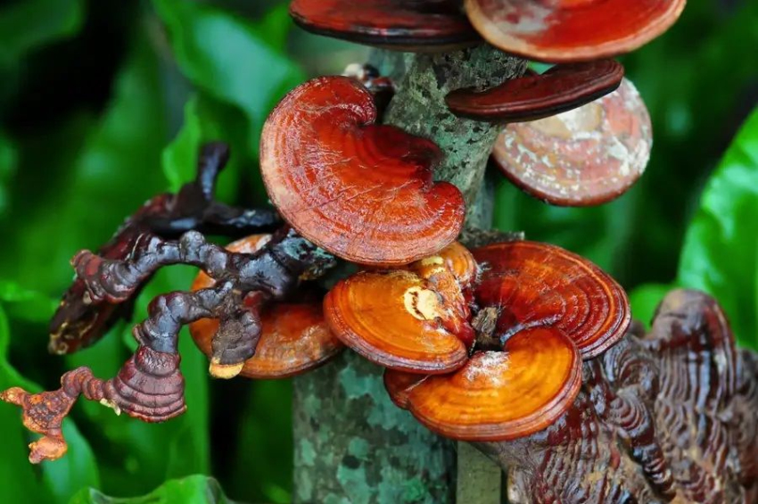 Austrian scientists develop board circuits using mushrooms