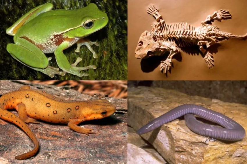 Earth’s amphibian population is driven to extinction