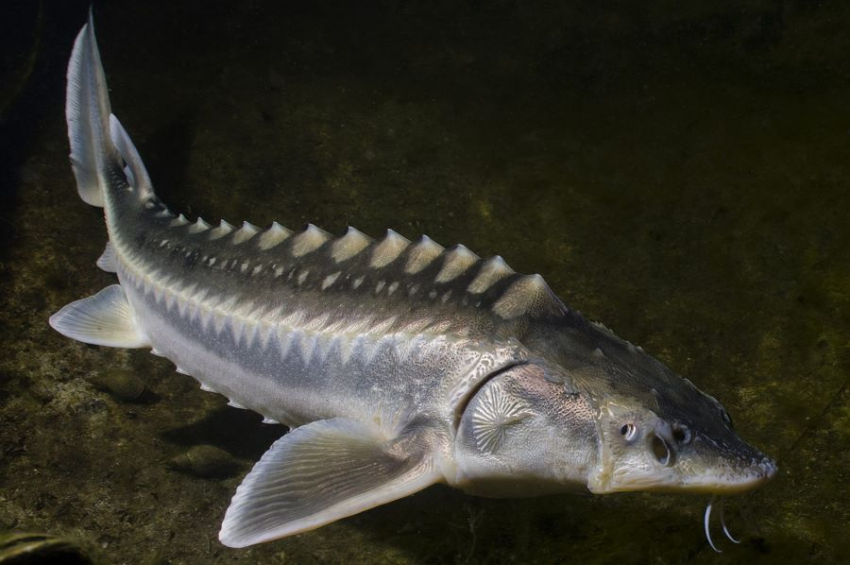 Scientists discover Danube nations continue exterminating endangered sturgeon fish