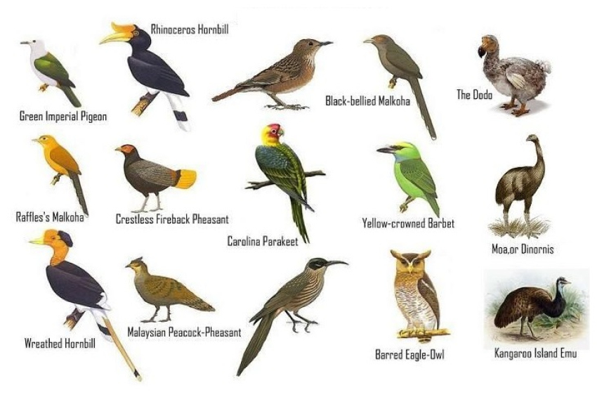 Study: Humans have driven to extinction twice as many bird species as previously ...