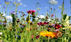 As insect populations decrease, wildflowers started pollinating ...