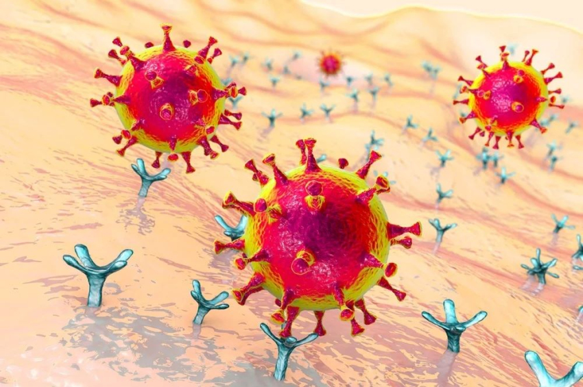 New research explains how coronaviruses jump between species