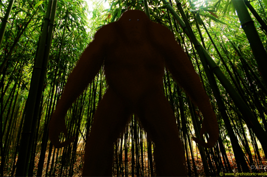 Researchers learned why Earth’s largest ape went extinct more than 200,000 years ...