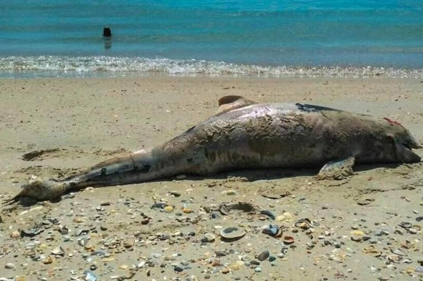 One fifth of Black Sea dolphins died as a result of war in Ukraine