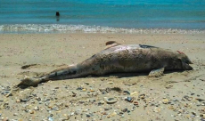 One fifth of Black Sea dolphins died as a result of war in Ukraine