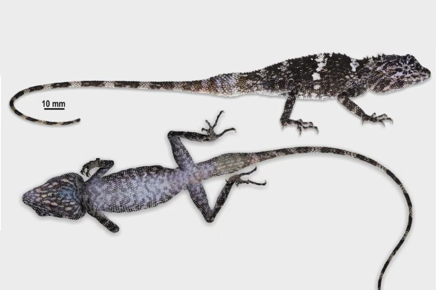 New lizard species discovered in Laos and Madagascar