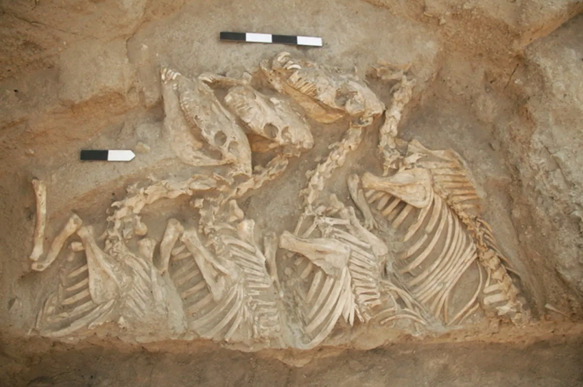 Ancient Mesopotamians created the world’s first animal hybrids 4,500 years ago