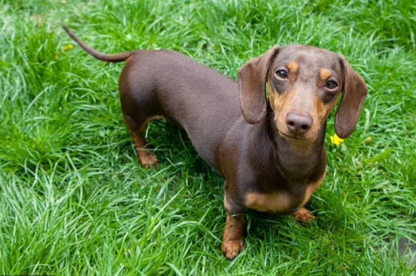 Germany moves to impose stricter rules for breeding sausage dogs
