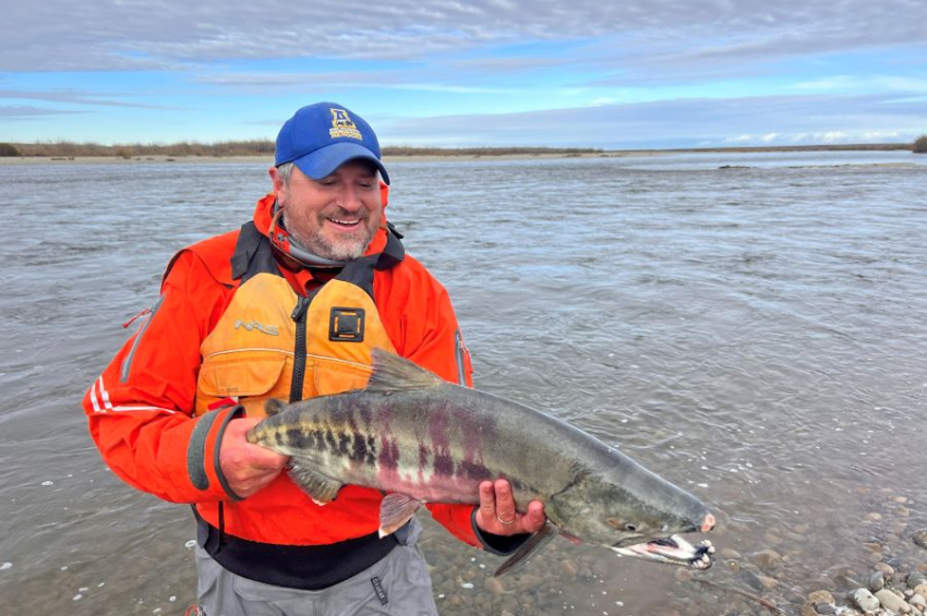 Why are salmon increasingly spawning in Arctic rivers?