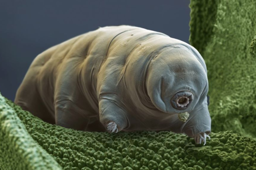 Study shows tardigrade proteins slow down human metabolism