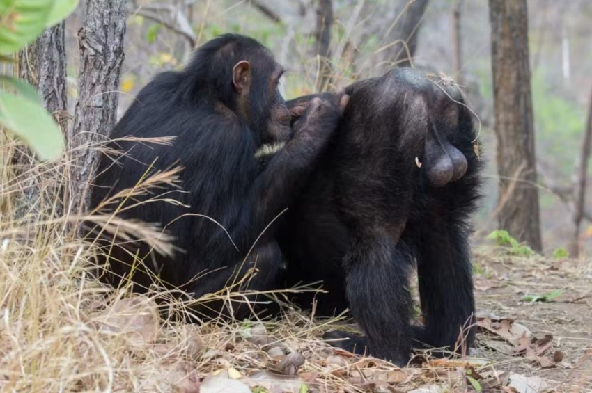 Among great apes, humans have longer and wider penises.