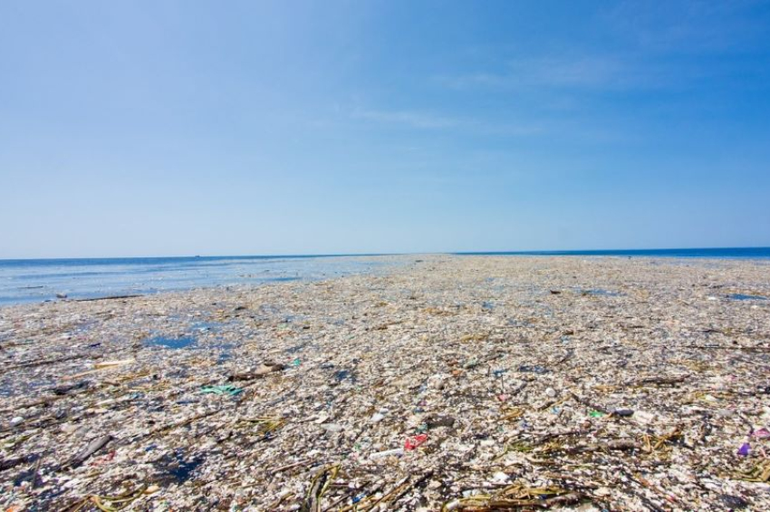Plastic-eating fungus found in the Great Pacific Garbage Patch