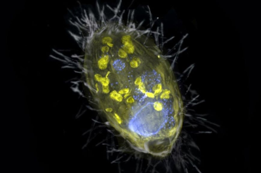 Scientists discover bacteria breathing nitrates instead of oxygen