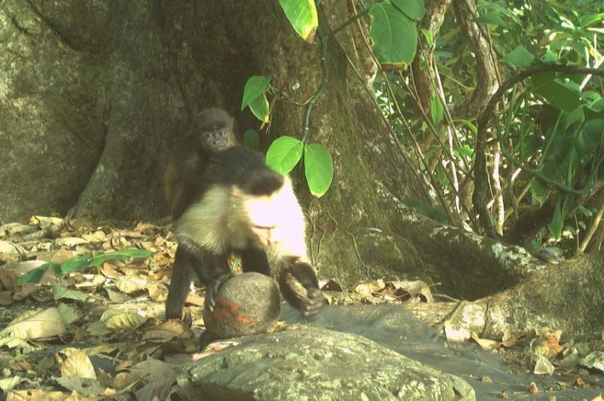 Male capuchin monkeys on Jicarón Island are kidnapping baby howlers (and let them die)