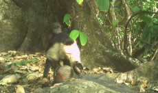 Male capuchin monkeys on Jicarón Island are kidnapping baby ...