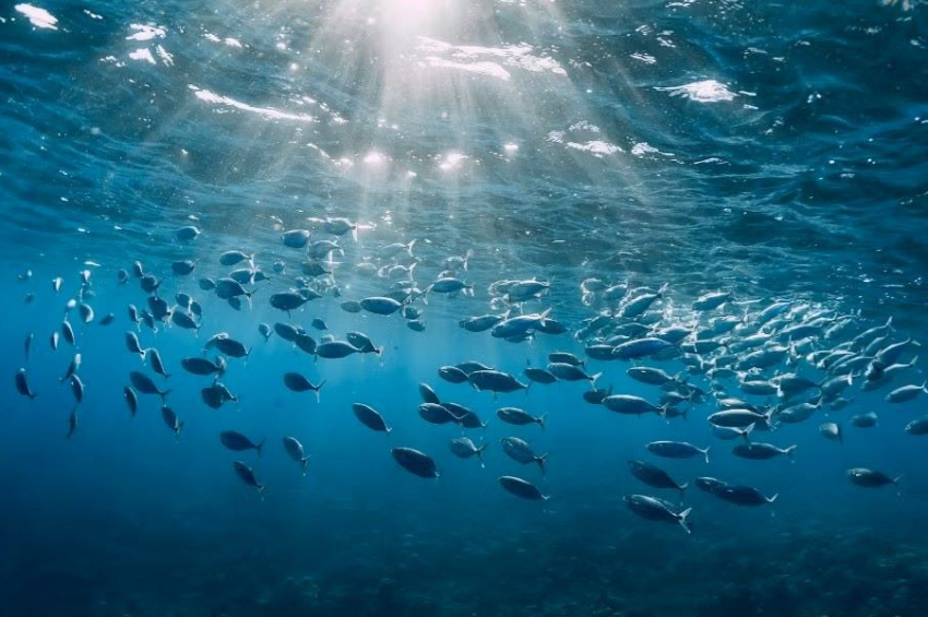 Ocean acidification crosses planetary boundary, no return to previous levels is possible now