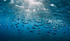 Ocean acidification crosses planetary boundary, no return to ...