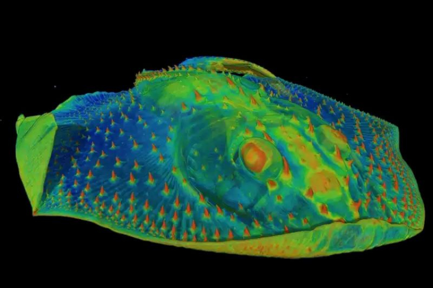 Teeth began as tools for sensing, not feeding