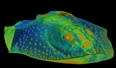 Teeth began as tools for sensing, not feeding