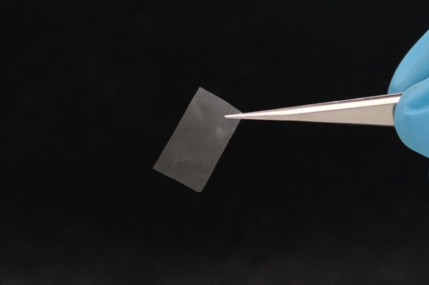 Swiss scientists develop edible, living plastic alternative made from mushrooms