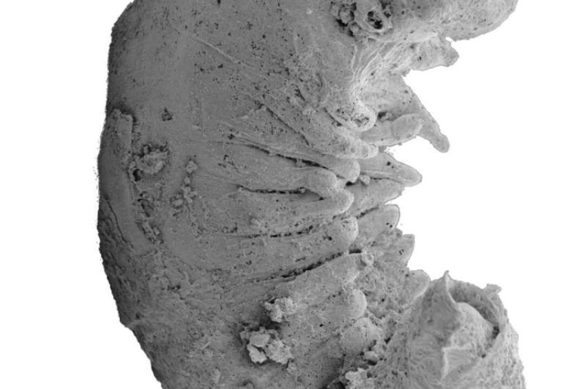 Newly-discovered Cambrian-era larva reveals evolution of insects, spiders, and crabs