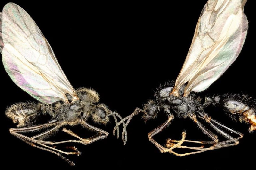 Scientists discover ant queen laying eggs that develop into two different species