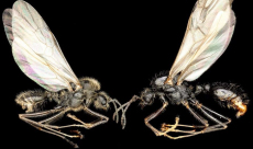 Scientists discover ant queen laying eggs that develop into two ...