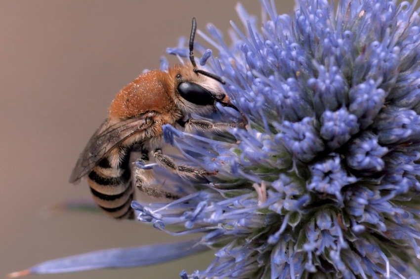 Wild bees formally declared “a species at risk of extinction” in E.U. 
