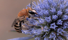 Wild bees formally declared “a species at risk of extinction” in ...