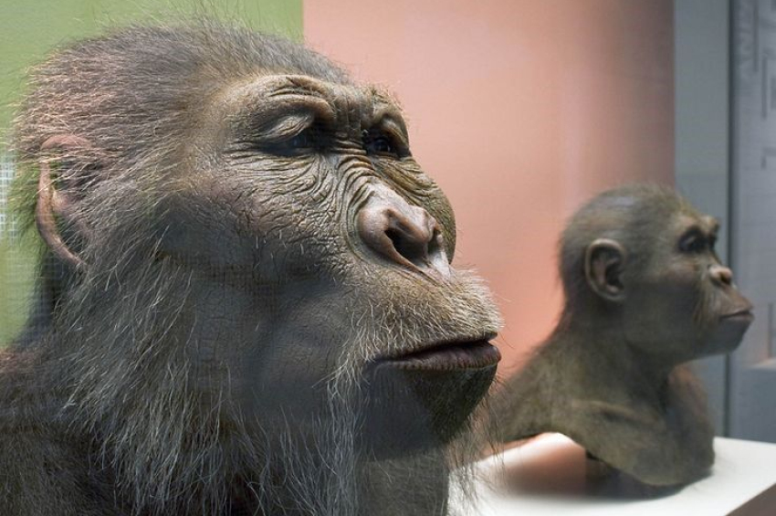 1.5-million-year-old fossil reveals fascinating story of hominid with gorilla grip and human feet