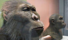 1.5-million-year-old fossil reveals fascinating story of hominid ...