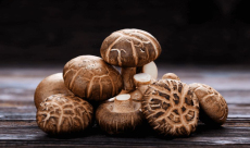 A variety of delicious mushrooms could power the next generation ...