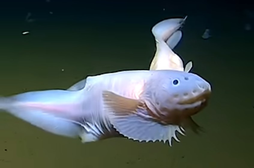 [video] Guess who’s hiding more than 8 kilometers below the ocean’s surface?
