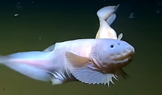 [video] Guess who’s hiding more than 8 kilometers below the ...