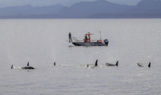 Orcas and dolphins form a tactical hunting alliance in the ...
